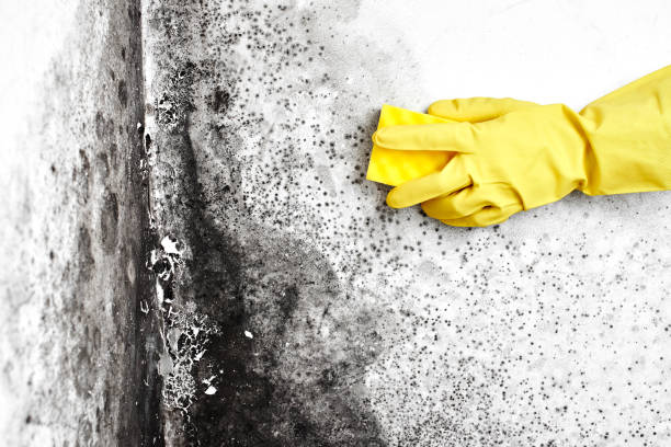 Mold Remediation for Vacation Homes in Dublin, CA