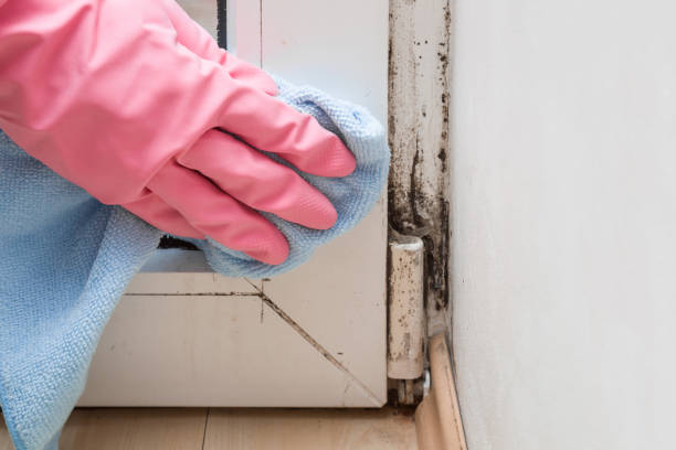 Forensic Mold Investigation in Dublin, CA